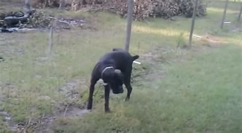 boxer shocked by electric fence|DOG PEES ON ELECTRIC FENCE & GETS ELECTROCUTED!.